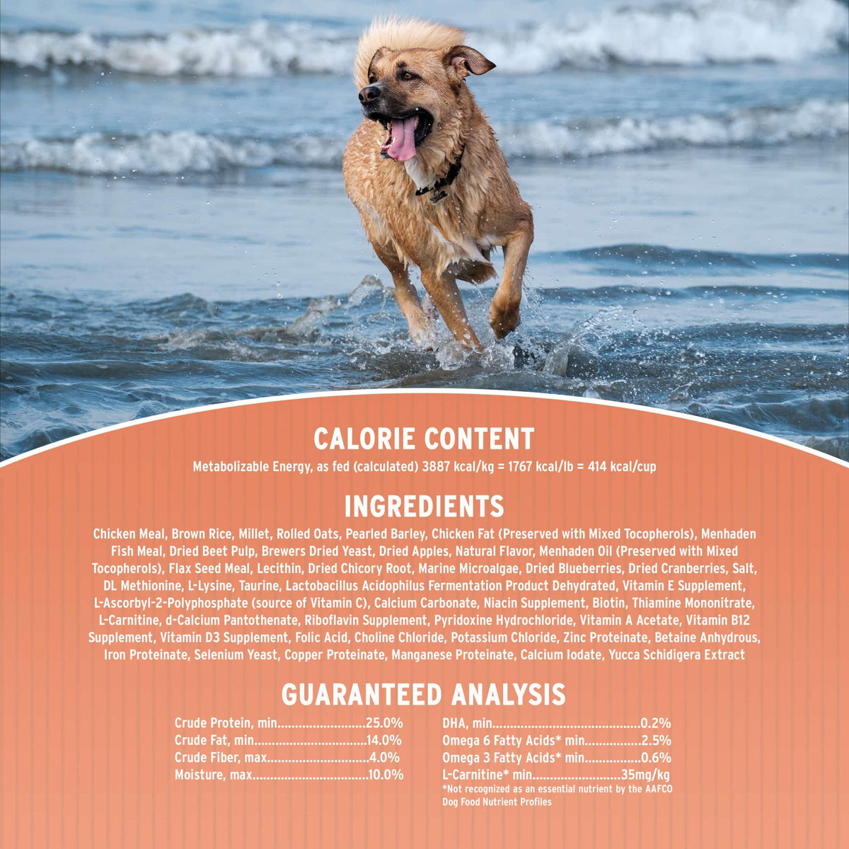 Dry Dog Food, 25% Protein Chicken & Brown Rice, 12-lb Bag Z256280